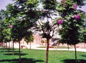 Tricase - Uno scorcio di piazza Cappuccini